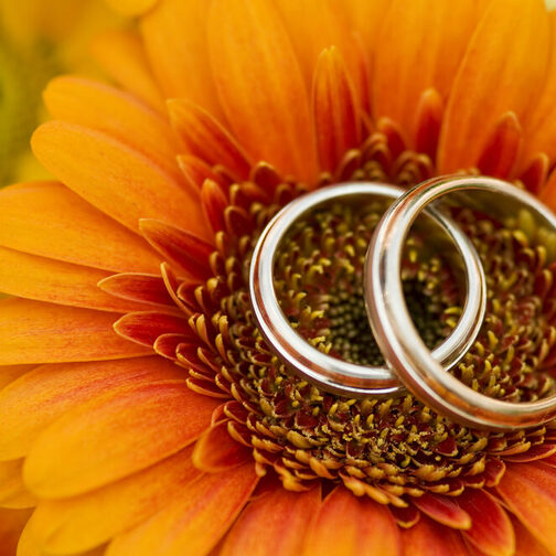 Zwei goldene Ringe liegen in einer orangfarbenen Blüte.