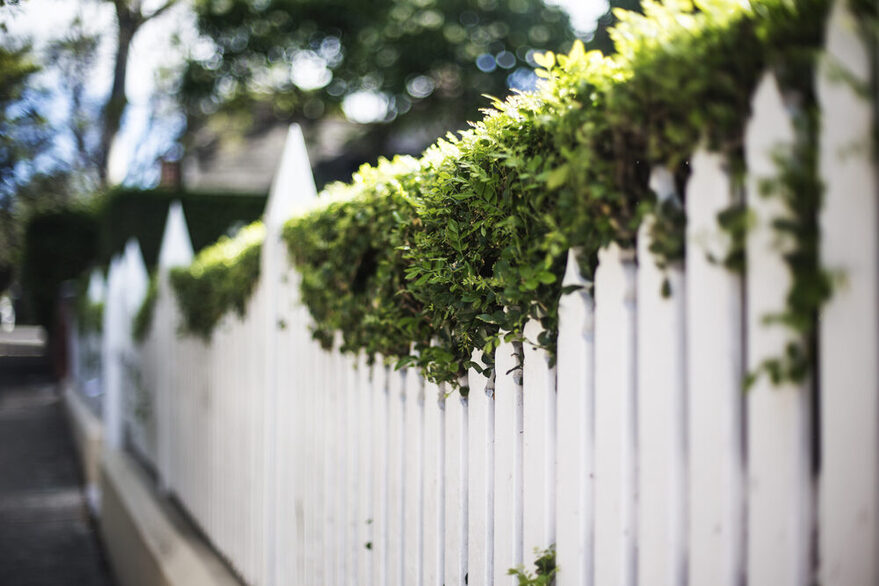 Weißer Zaun an einer Hecke markiert eine Grundstücksgrenze.