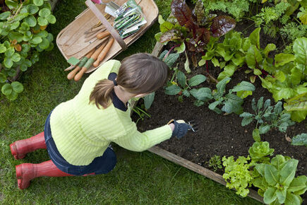 Blick auf eine Frau, die in einem Gemüsebeet arbeitet. In dem Beet wächst bereits viel Salat.