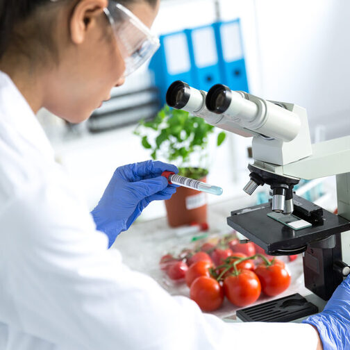 Eine Frau sitzt im Labor vor einem Mikroskop und untersucht Lebensmittel, darunter Tomaten