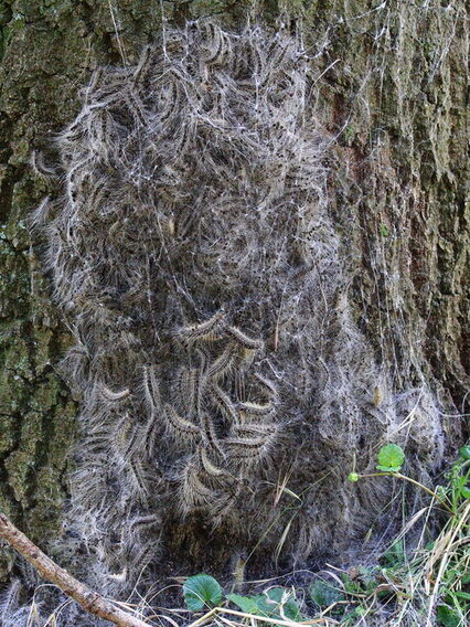 Das Nest des giftigen Eichenprozessionsspinners am Baum.