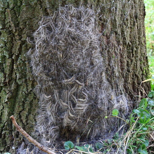 Das Nest des giftigen Eichenprozessionsspinners am Baum.