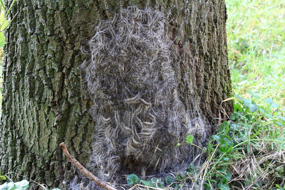 Das Nest des giftigen Eichenprozessionsspinners am Baum.