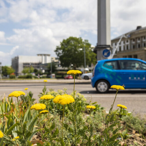 Ein kleines blaues Auto und ein Linienbus überqueren den Charlottenplatz. Am Straßenrand wachsen gelbe Blumen.