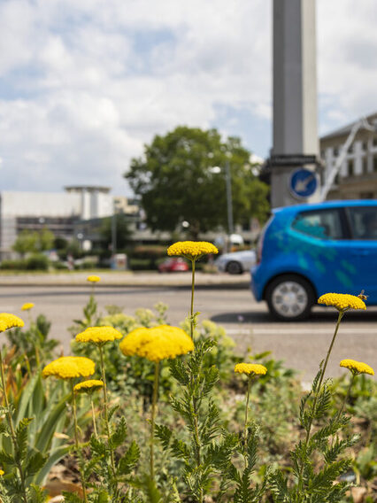 Ein kleines blaues Auto und ein Linienbus überqueren den Charlottenplatz. Am Straßenrand wachsen gelbe Blumen.