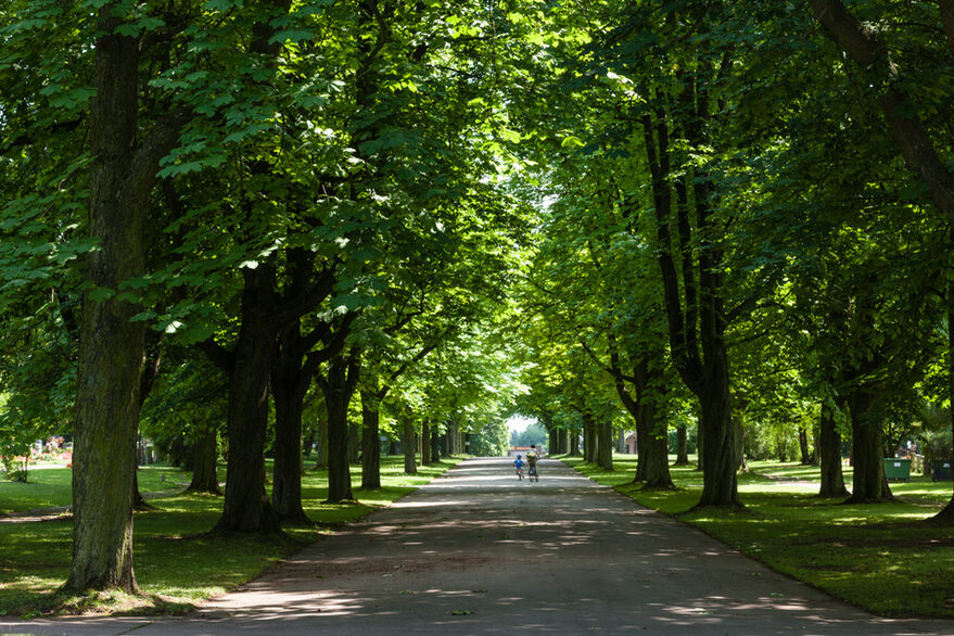 Allee auf dem Hauptfriedhof.