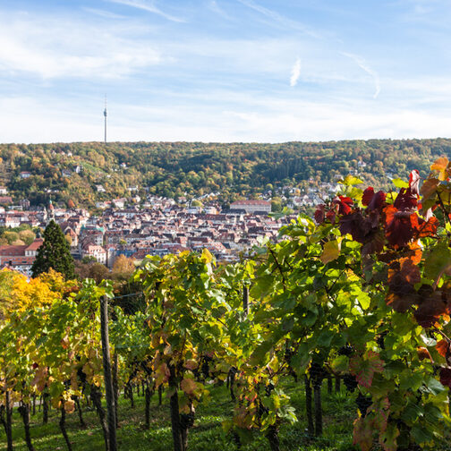 Weinberg an der Karlshöhe mit Blick auf Stuttgart.