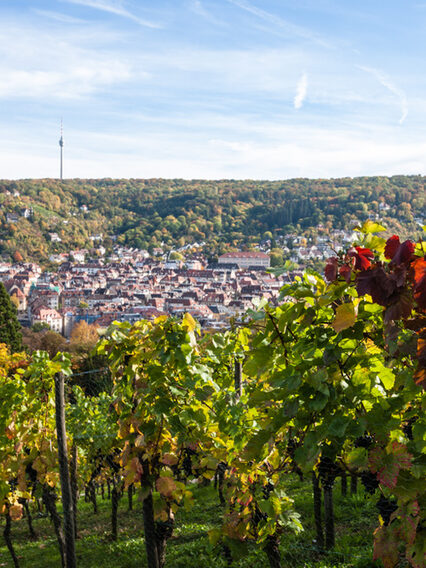 Weinberg an der Karlshöhe mit Blick auf Stuttgart.