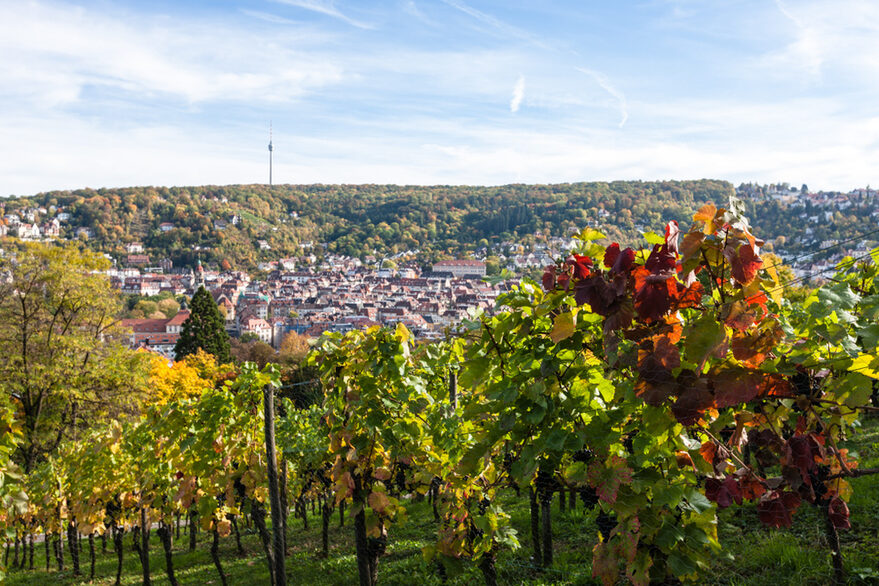 Weinberg an der Karlshöhe mit Blick auf Stuttgart.