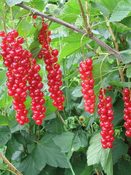 Reife Johannisbeeren an einem Strauch