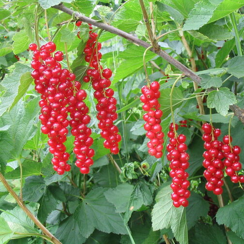 Reife Johannisbeeren an einem Strauch