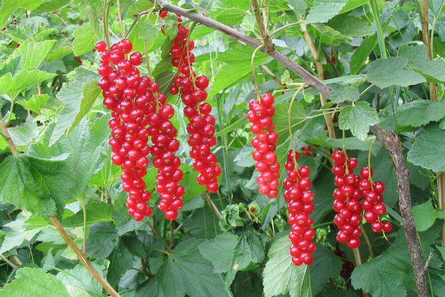 Reife Johannisbeeren an einem Strauch