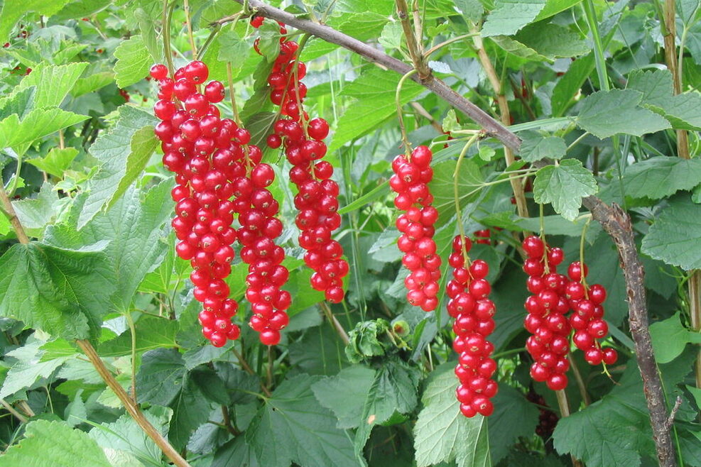 Reife Johannisbeeren an einem Strauch