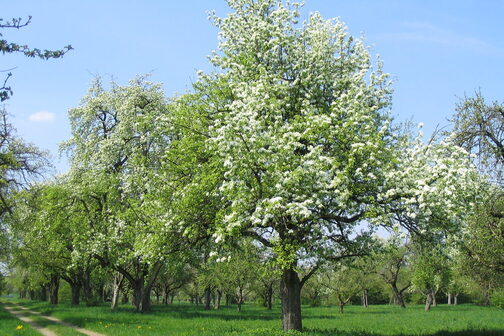 Blühende Bäume stehen auf einer Streuobstwiese.