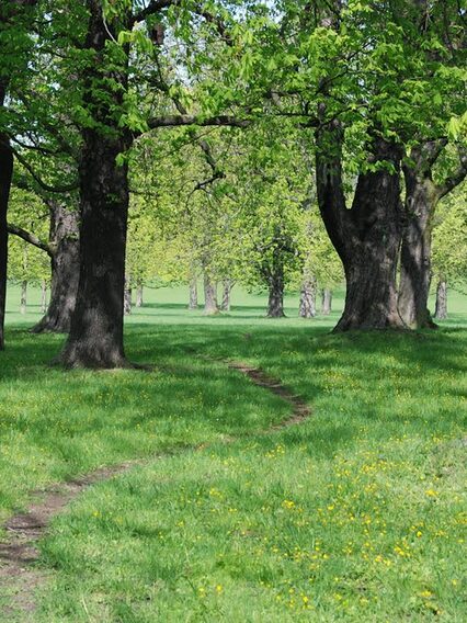 Bäume und Trampelpfad im Rosensteinpark.