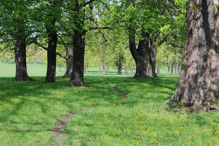 Bäume und Trampelpfad im Rosensteinpark.