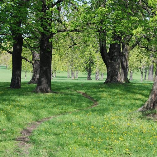 Bäume und Trampelpfad im Rosensteinpark.