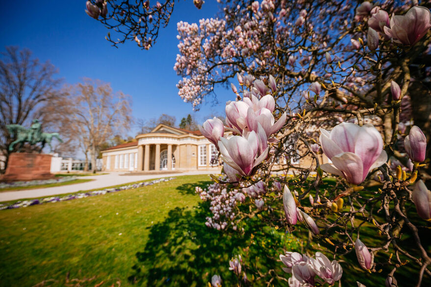 Magnolienblüte am Kursaal.