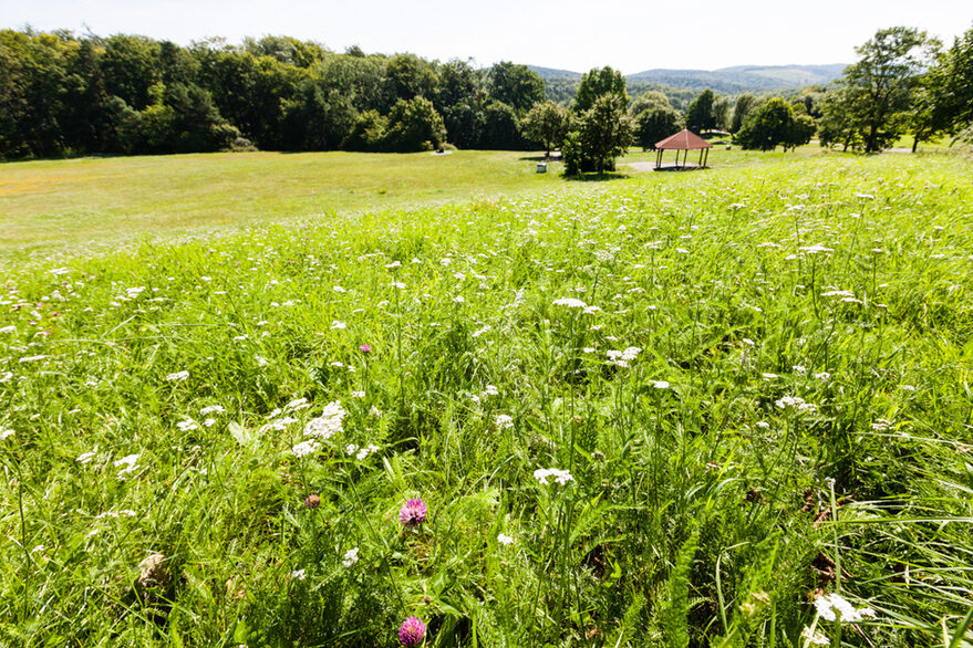 Blühende Wiesen, Egelseer Heide.