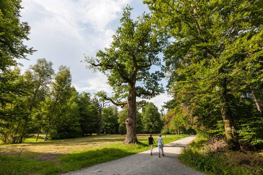 Zwei Menschen spazieren durch eine grüne Landschaft mit Bäumen.