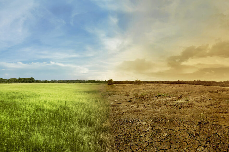Landschaft: Wiese im Wandel der Zeit, zur Hälfte grün, zur Hälfte trocken
