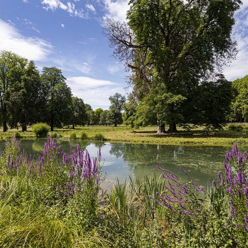 Blick in einen Park mit vielen Bäumen, im Vordergrund ein kleiner See mit lila Blumen.
