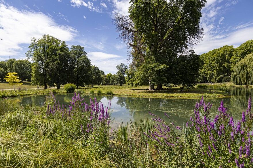 Blick in einen Park mit vielen Bäumen, im Vordergrund ein kleiner See mit lila Blumen.