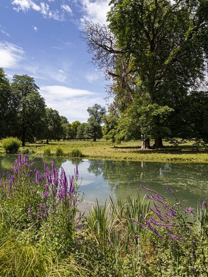 Blick in einen Park mit vielen Bäumen, im Vordergrund ein kleiner See mit lila Blumen.