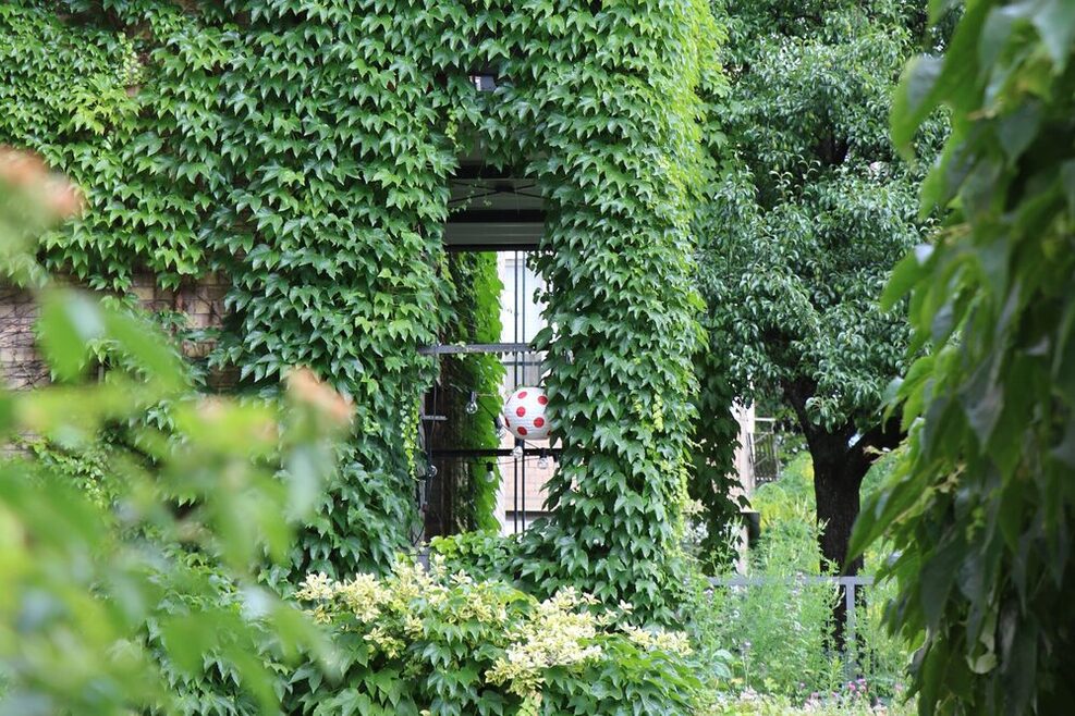Begrünte Fassade an einem Haus mit vielen grünen Blättern