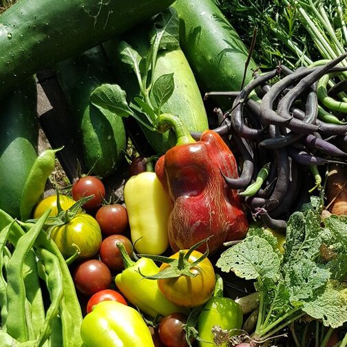 Buntes Erntegemüse frisch vom Feld