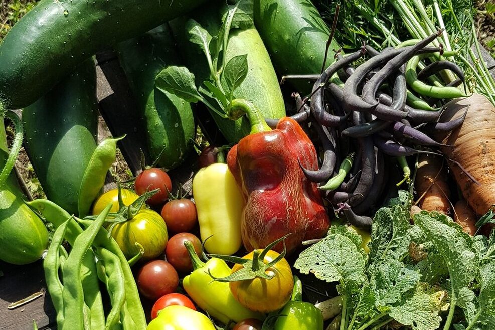 Buntes Erntegemüse frisch vom Feld