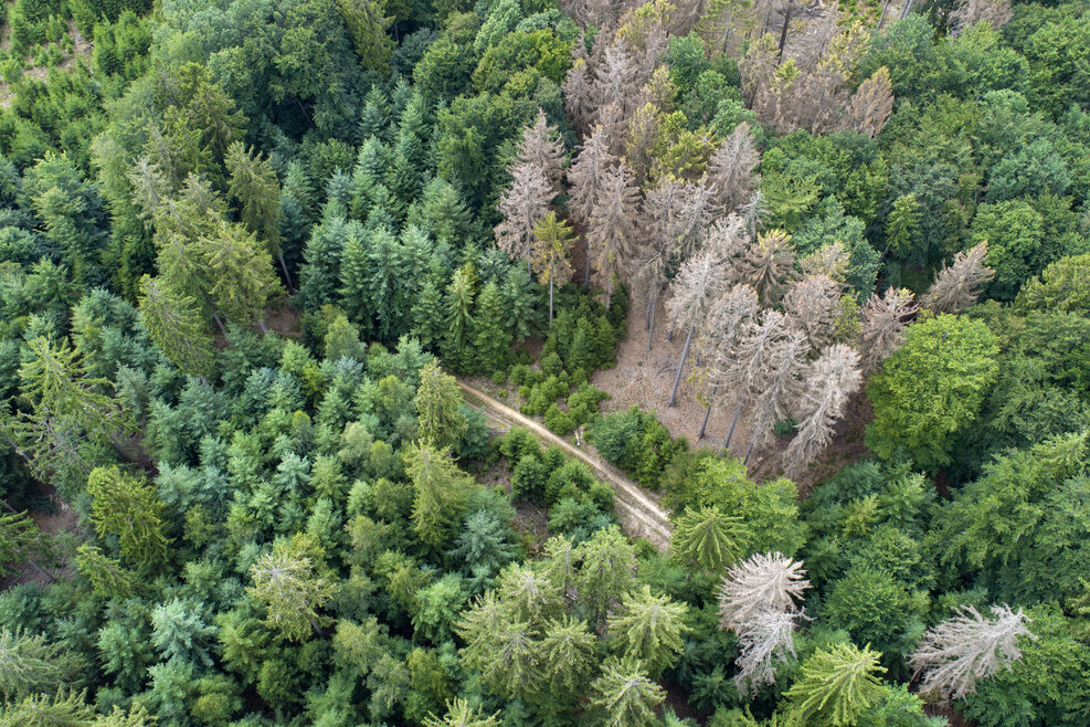 Waldsterben aus der Luft fotografiert