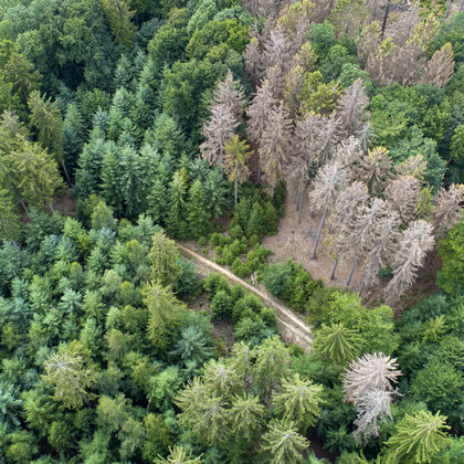 Waldsterben aus der Luft fotografiert