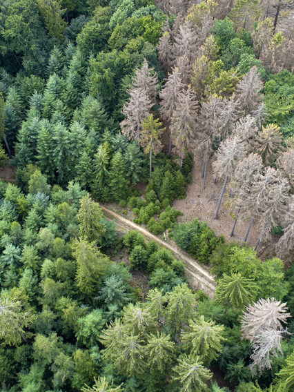 Waldsterben aus der Luft fotografiert