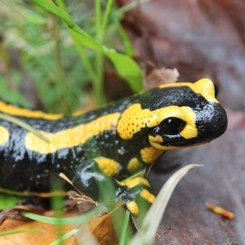 Feuersalamander in einem Stuttgarter Waldstück