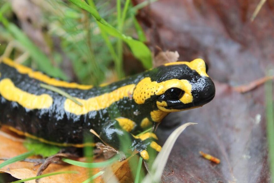 Feuersalamander in einem Stuttgarter Waldstück