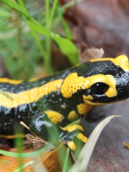 Feuersalamander in einem Stuttgarter Waldstück