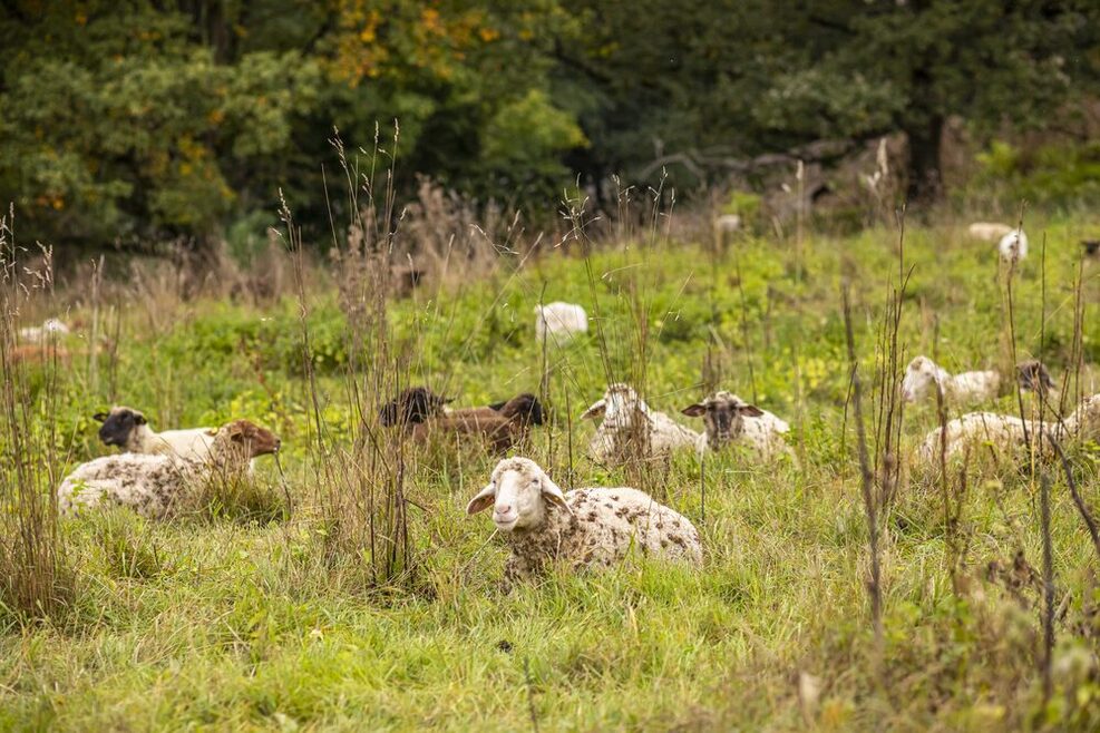 Mehrere Schafen sitzen auf einer Weide