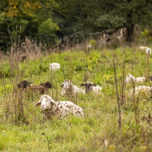 Mehrere Schafen sitzen auf einer Weide