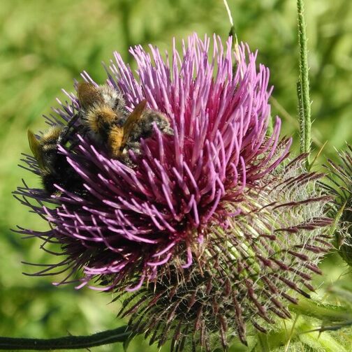 Eine Biene sitzt auf einer Distel.