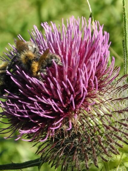 Eine Biene sitzt auf einer Distel.