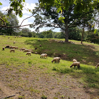 Schafe weiden im Naturschutzgebiet Eichenhain