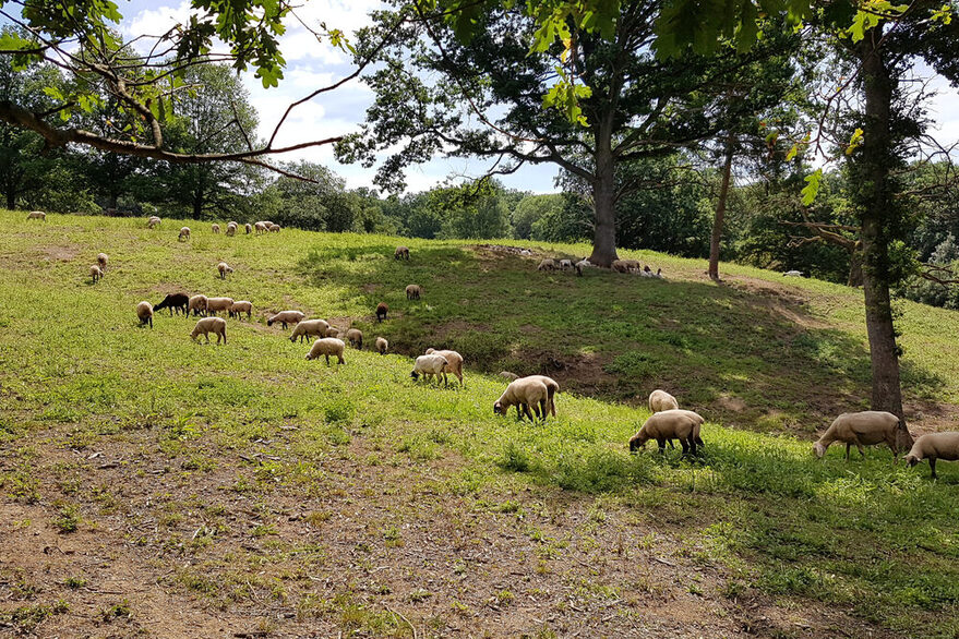 Schafe weiden im Naturschutzgebiet Eichenhain