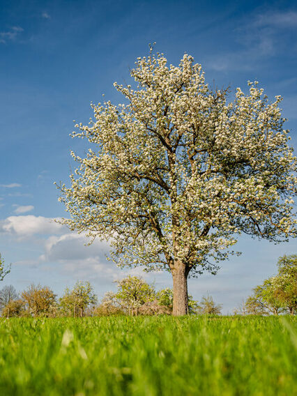 Orchard in Plieningen: Flowering tree in a sunny meadow orchard under a blue sky