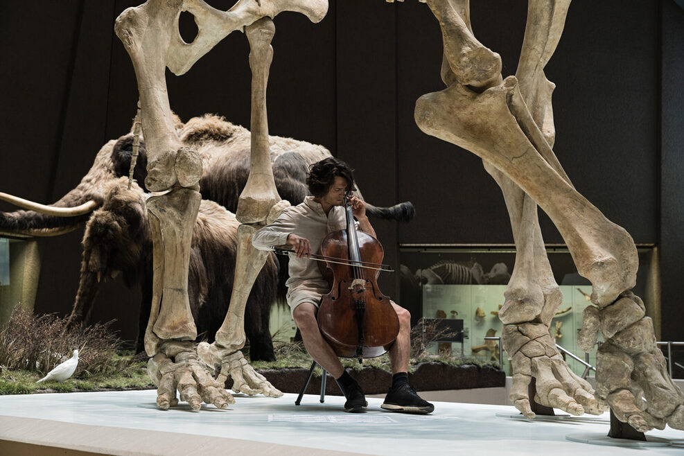 Ein Mann spielt mit einem Cello in einem Museum unter einem Dinosaurierskelett.