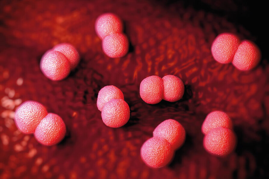 Meningokokken-Bakterien