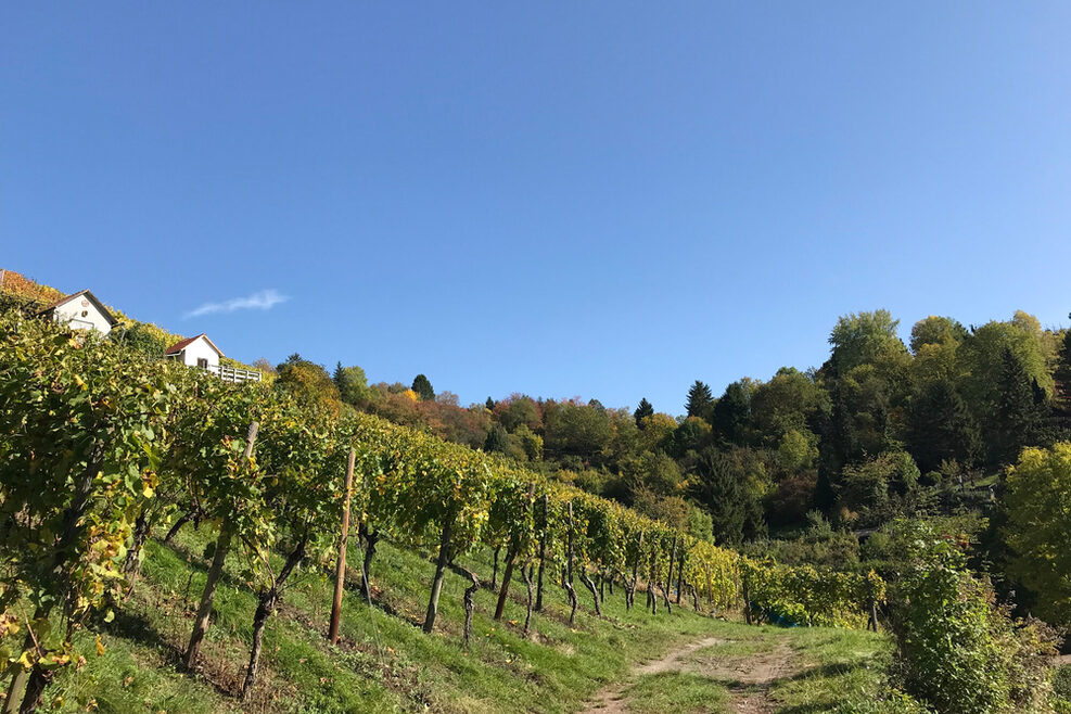 Blick auf einen Weinberg.