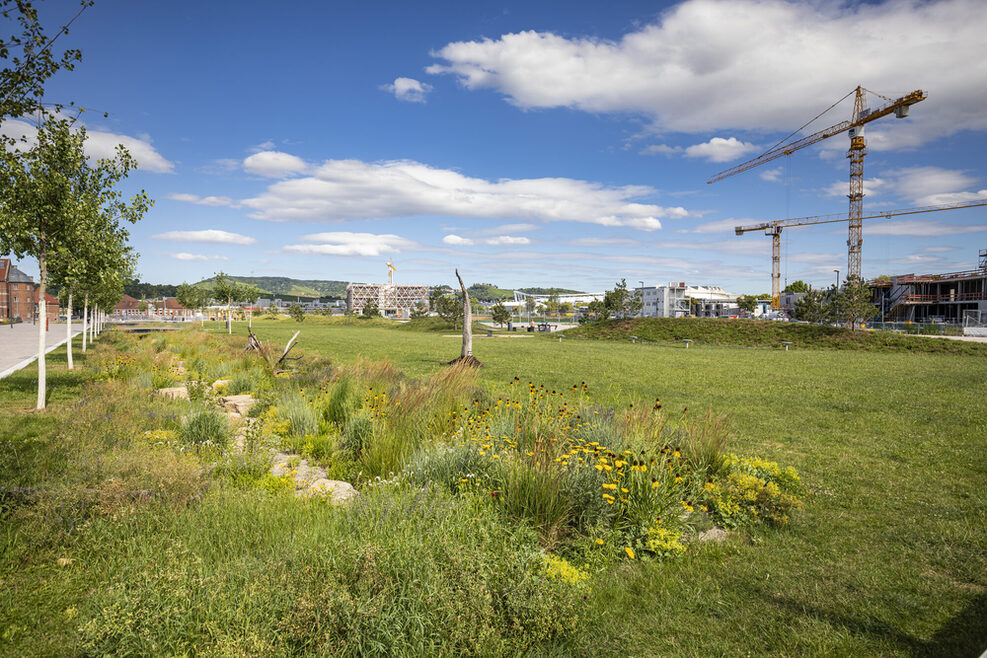 Blick auf einen Park, links davon sind Gebäude und Baukräne zu sehen.