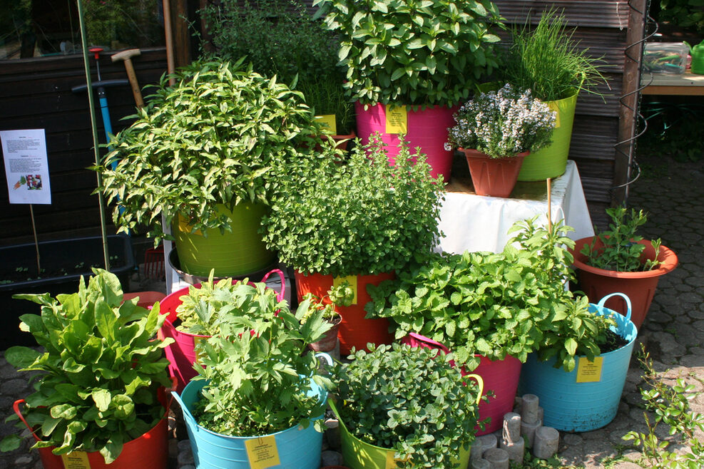 Die Kinder pflanzen unseren Kräutergarten selbst an.