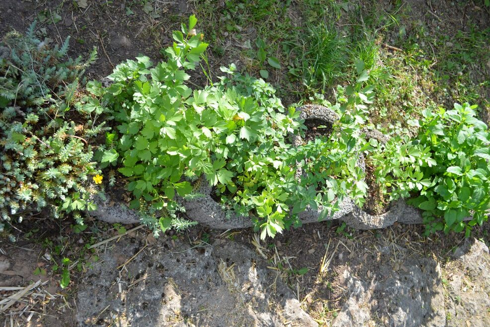 Die Kinder haben einen eigenen kleinen Kräutergarten angebaut.